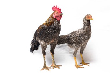 Bir çift Horoz Ayam Kampong veya Ayam Kampung, Endonezya 'dan bildirilen tavuk cinsidir. İsim basitçe 