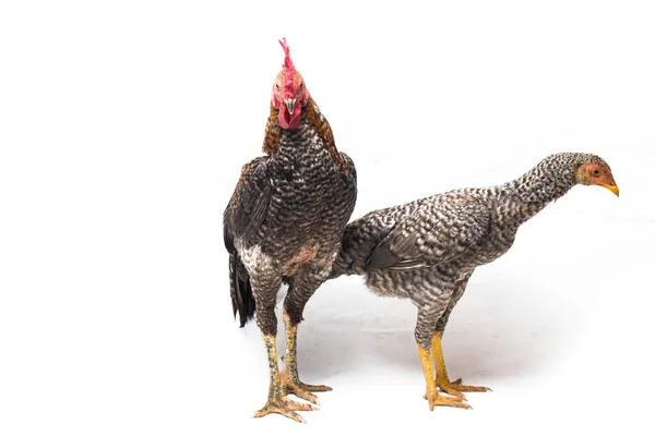 コック編Ayam KampongまたはAyam Kampungのペアは インドネシアから報告された鶏の品種です この名前は単に 村の鶏 または単に 村の鶏 を意味する 白い背景に隔離され — ストック写真