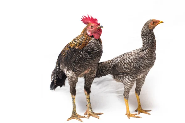 Par Galo Hen Ayam Kampong Ayam Kampung Raça Galinha Relatada — Fotografia de Stock