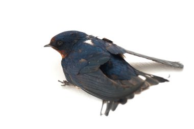 Kuş ahırı kırlangıcı (Hirundo rustica) ya da beyaz arka planda izole edilmiş süratli