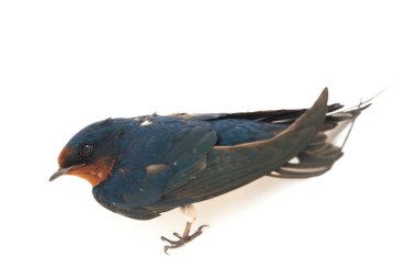 Kuş ahırı kırlangıcı (Hirundo rustica) ya da beyaz arka planda izole edilmiş süratli