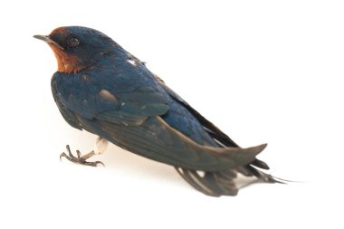 Kuş ahırı kırlangıcı (Hirundo rustica) ya da beyaz arka planda izole edilmiş süratli
