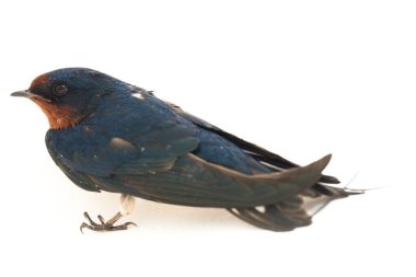 Kuş ahırı kırlangıcı (Hirundo rustica) ya da beyaz arka planda izole edilmiş süratli