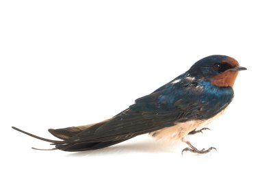 Kuş ahırı kırlangıcı (Hirundo rustica) ya da beyaz arka planda izole edilmiş süratli