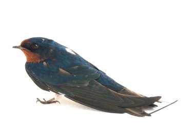 Kuş ahırı kırlangıcı (Hirundo rustica) ya da beyaz arka planda izole edilmiş süratli