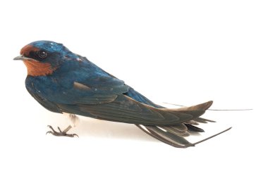Kuş ahırı kırlangıcı (Hirundo rustica) ya da beyaz arka planda izole edilmiş süratli