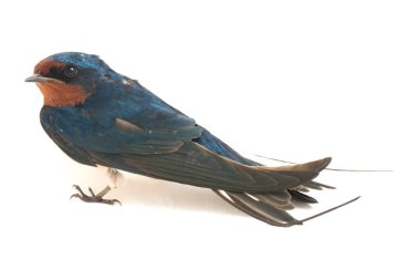 Kuş ahırı kırlangıcı (Hirundo rustica) ya da beyaz arka planda izole edilmiş süratli