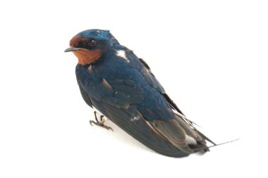 Kuş ahırı kırlangıcı (Hirundo rustica) ya da beyaz arka planda izole edilmiş süratli