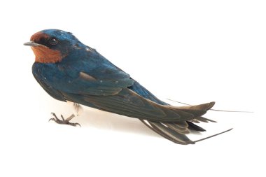 Kuş ahırı kırlangıcı (Hirundo rustica) ya da beyaz arka planda izole edilmiş süratli