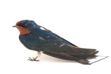 Kuş ahırı kırlangıcı (Hirundo rustica) ya da beyaz arka planda izole edilmiş süratli