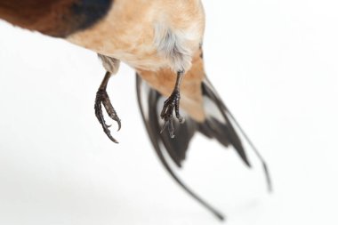 Kuş ahırı kırlangıcı (Hirundo rustica) ya da beyaz arka planda izole edilmiş süratli