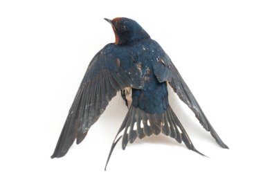 Kuş ahırı kırlangıcı (Hirundo rustica) ya da beyaz arka planda izole edilmiş süratli