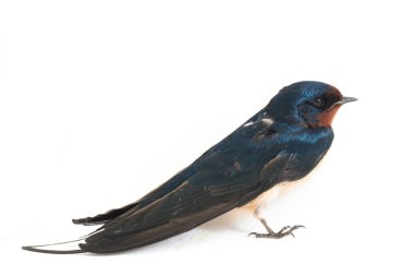 Kuş ahırı kırlangıcı (Hirundo rustica) ya da beyaz arka planda izole edilmiş süratli
