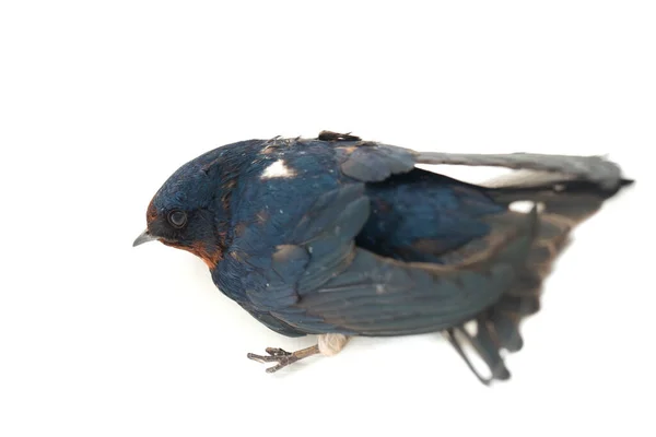 Hirondelle Rustique Hirundo Rustica Rapide Isolé Sur Fond Blanc — Photo