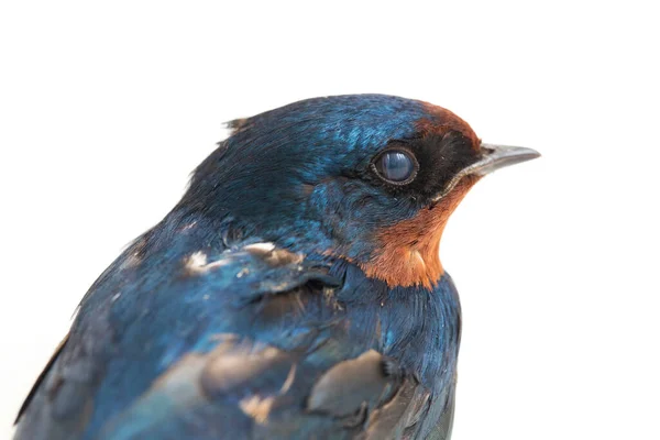 Pássaro Andorinha Celeiro Hirundo Rustica Rápida Isolado Fundo Branco — Fotografia de Stock