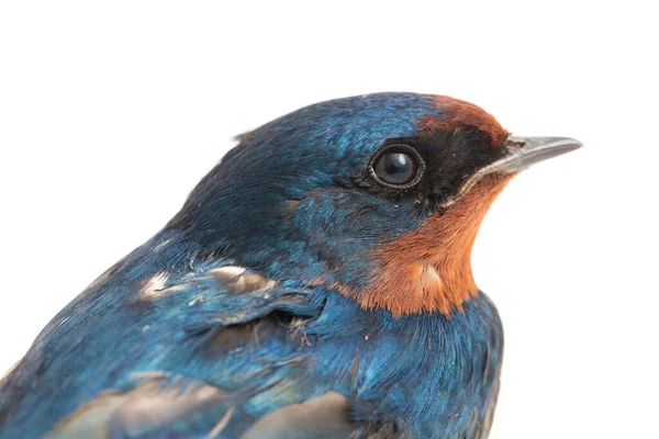 Pássaro Andorinha Celeiro Hirundo Rustica Rápida Isolado Fundo Branco — Fotografia de Stock