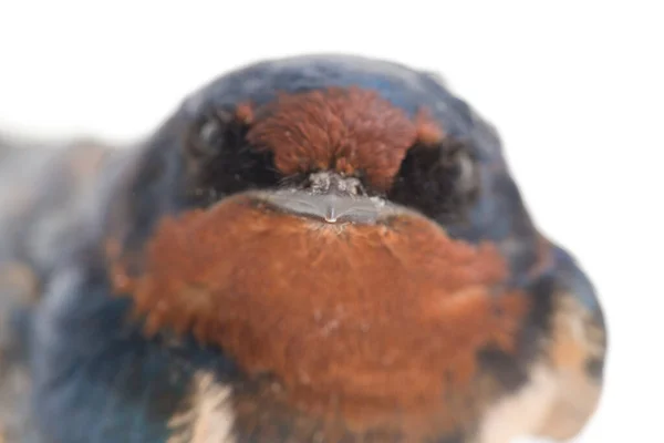 Pássaro Andorinha Celeiro Hirundo Rustica Rápida Isolado Fundo Branco — Fotografia de Stock