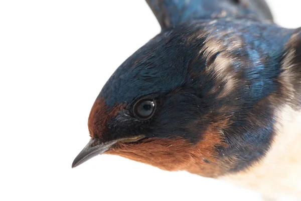 Pássaro Andorinha Celeiro Hirundo Rustica Rápida Isolado Fundo Branco — Fotografia de Stock