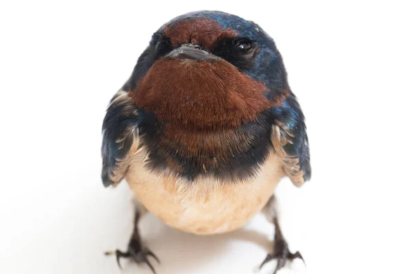 Pássaro Andorinha Celeiro Hirundo Rustica Rápida Isolado Fundo Branco — Fotografia de Stock