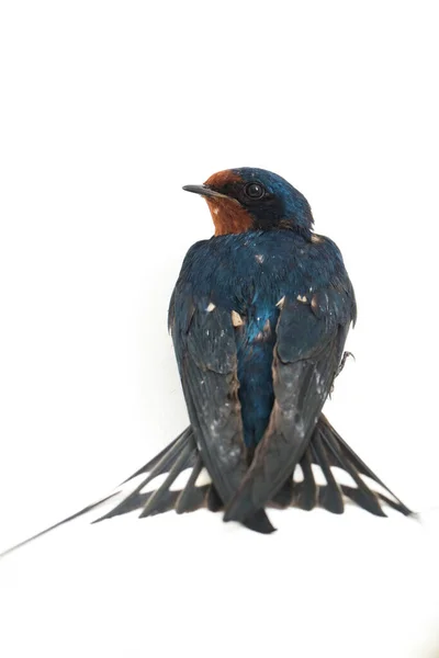 Deglutizione Fienile Hirundo Rustica Rapido Isolamento Fondo Bianco — Foto Stock