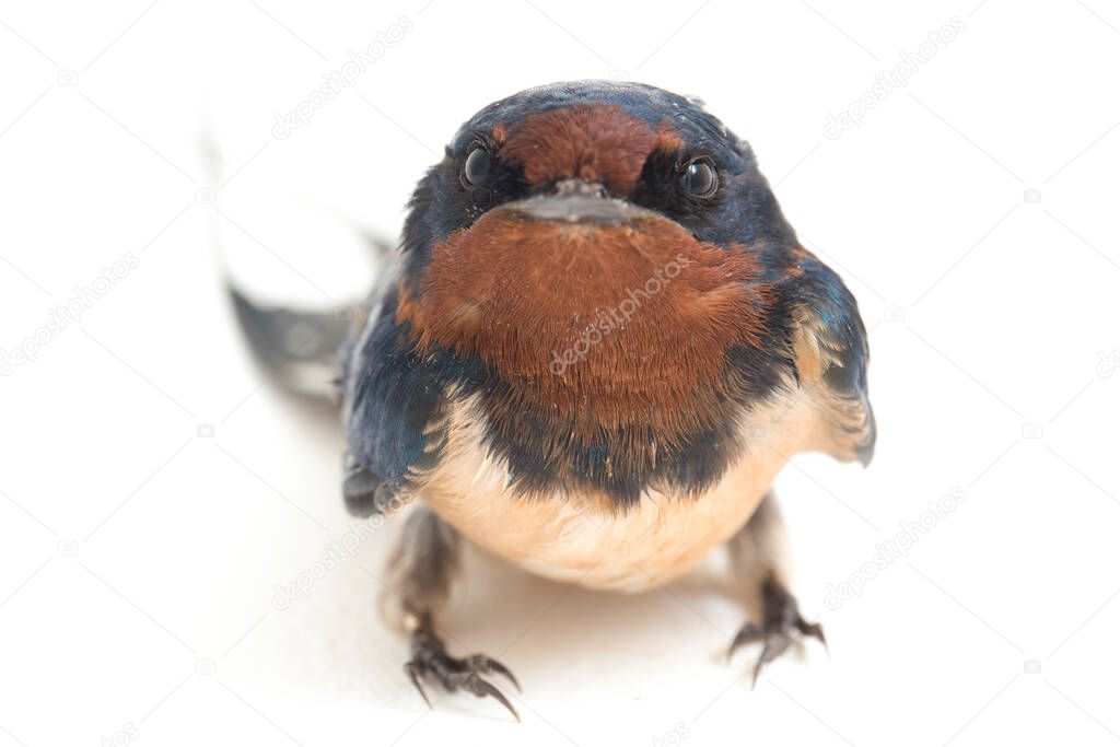 Bird barn swallow (Hirundo rustica) or swift isolated on a white background