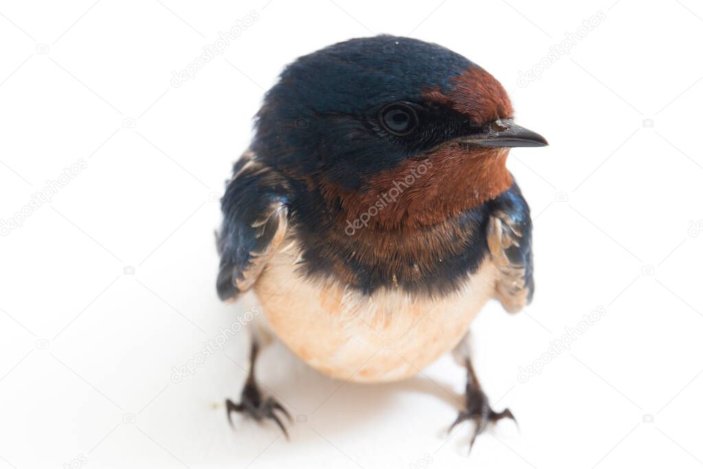 Bird barn swallow (Hirundo rustica) or swift isolated on a white background