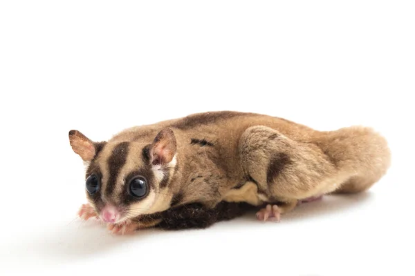 Planador Açúcar Petaurus Breviceps Isolado Sobre Fundo Branco — Fotografia de Stock