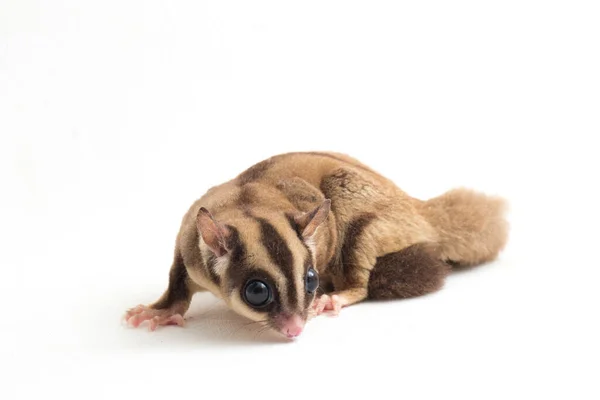 Zuckergleiter Petaurus Breviceps Isoliert Auf Weißem Hintergrund — Stockfoto