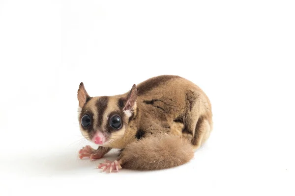 Planador Açúcar Petaurus Breviceps Isolado Sobre Fundo Branco — Fotografia de Stock