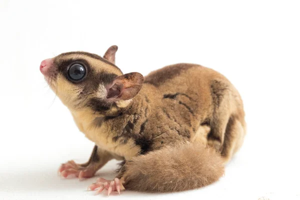 Sugar Glider Petaurus Breviceps Isolated White Background — Stock Photo, Image