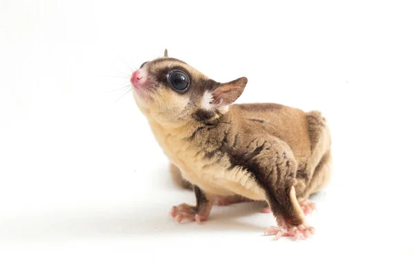 Planador Açúcar Petaurus Breviceps Isolado Sobre Fundo Branco — Fotografia de Stock