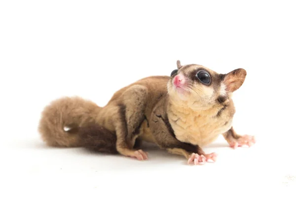 Planador Açúcar Petaurus Breviceps Isolado Sobre Fundo Branco — Fotografia de Stock