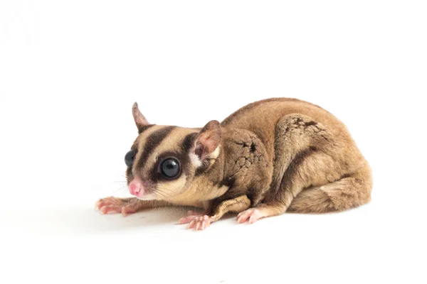 Sugar Glider Petaurus Breviceps Izolowane Białym Tle — Zdjęcie stockowe