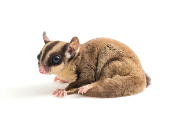 Sugar Glider Petaurus Breviceps Izolowane Białym Tle — Zdjęcie stockowe