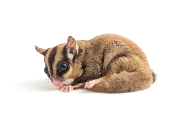 Sugar Glider Petaurus Breviceps Izolowane Białym Tle — Zdjęcie stockowe