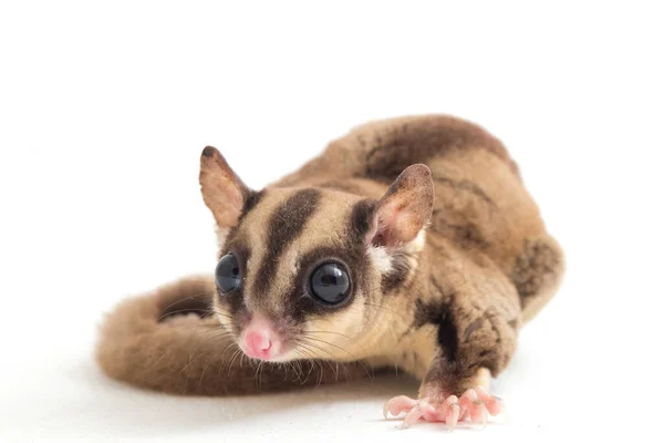 Sugar Glider Petaurus Breviceps Isolated White Background — Stock Photo, Image