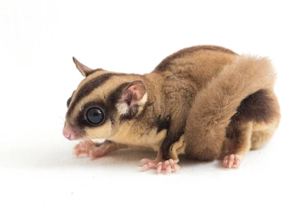 Planador Açúcar Petaurus Breviceps Isolado Sobre Fundo Branco — Fotografia de Stock