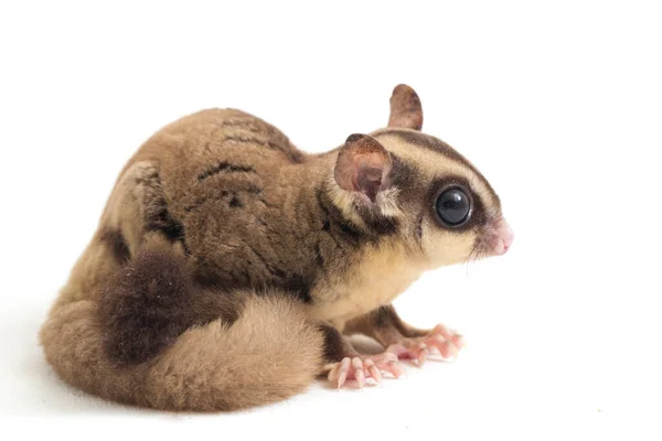 Sugar Glider Petaurus Breviceps Isolated White Background — Stock Photo, Image