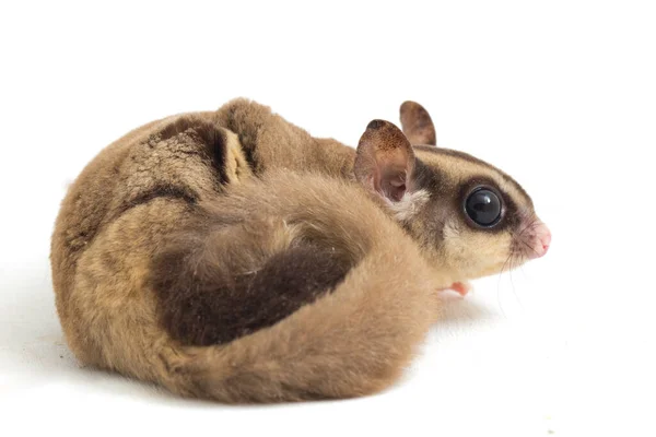 Sugar Glider Petaurus Breviceps Isolated White Background — Stock Photo, Image