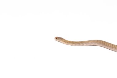 Javan tüküren kobra (Naja sputatrix) güney Endonezya kobrası veya Endonezya kobrası olarak da bilinir. beyaz arkaplanda izole