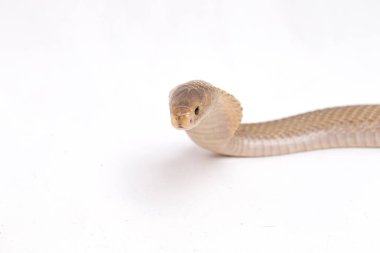 Javan tüküren kobra (Naja sputatrix) güney Endonezya kobrası veya Endonezya kobrası olarak da bilinir. beyaz arkaplanda izole