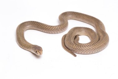 Javan tüküren kobra (Naja sputatrix) güney Endonezya kobrası veya Endonezya kobrası olarak da bilinir. beyaz arkaplanda izole