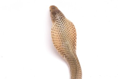 Javan tüküren kobra (Naja sputatrix) güney Endonezya kobrası veya Endonezya kobrası olarak da bilinir. beyaz arkaplanda izole