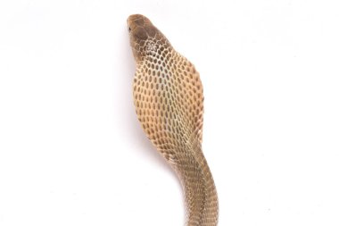 Javan tüküren kobra (Naja sputatrix) güney Endonezya kobrası veya Endonezya kobrası olarak da bilinir. beyaz arkaplanda izole