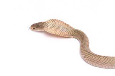 Javan tüküren kobra (Naja sputatrix) güney Endonezya kobrası veya Endonezya kobrası olarak da bilinir. beyaz arkaplanda izole