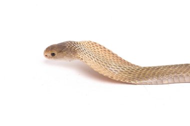 Javan tüküren kobra (Naja sputatrix) güney Endonezya kobrası veya Endonezya kobrası olarak da bilinir. beyaz arkaplanda izole