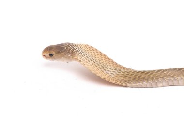 Javan tüküren kobra (Naja sputatrix) güney Endonezya kobrası veya Endonezya kobrası olarak da bilinir. beyaz arkaplanda izole