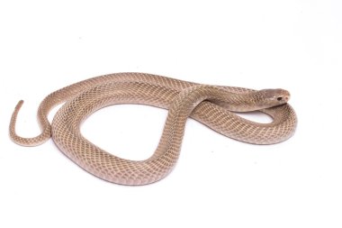 Javan tüküren kobra (Naja sputatrix) güney Endonezya kobrası veya Endonezya kobrası olarak da bilinir. beyaz arkaplanda izole