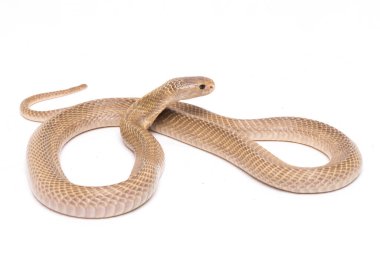 Javan tüküren kobra (Naja sputatrix) güney Endonezya kobrası veya Endonezya kobrası olarak da bilinir. beyaz arkaplanda izole