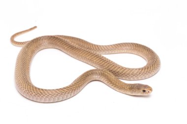 Javan tüküren kobra (Naja sputatrix) güney Endonezya kobrası veya Endonezya kobrası olarak da bilinir. beyaz arkaplanda izole